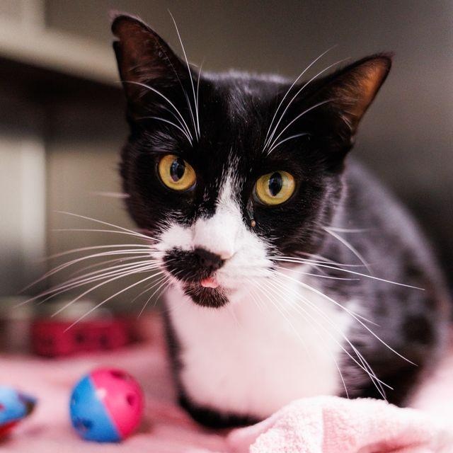 Enlarge Sylvester , an adoptable Domestic Short Hair in Valdosta, GA image 3/6