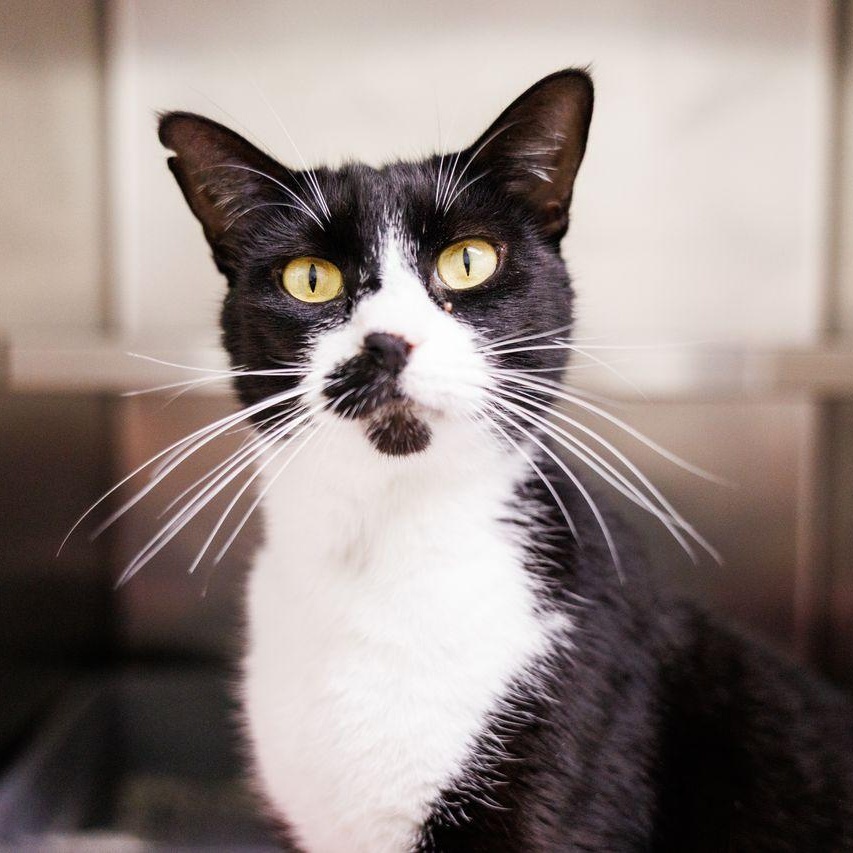 Enlarge Sylvester , an adoptable Domestic Short Hair in Valdosta, GA image 2/6