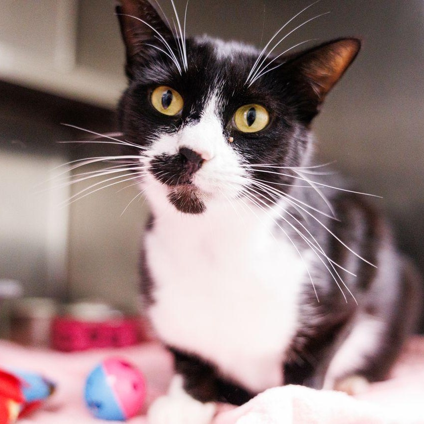 Enlarge Sylvester , an adoptable Domestic Short Hair in Valdosta, GA image 5/6