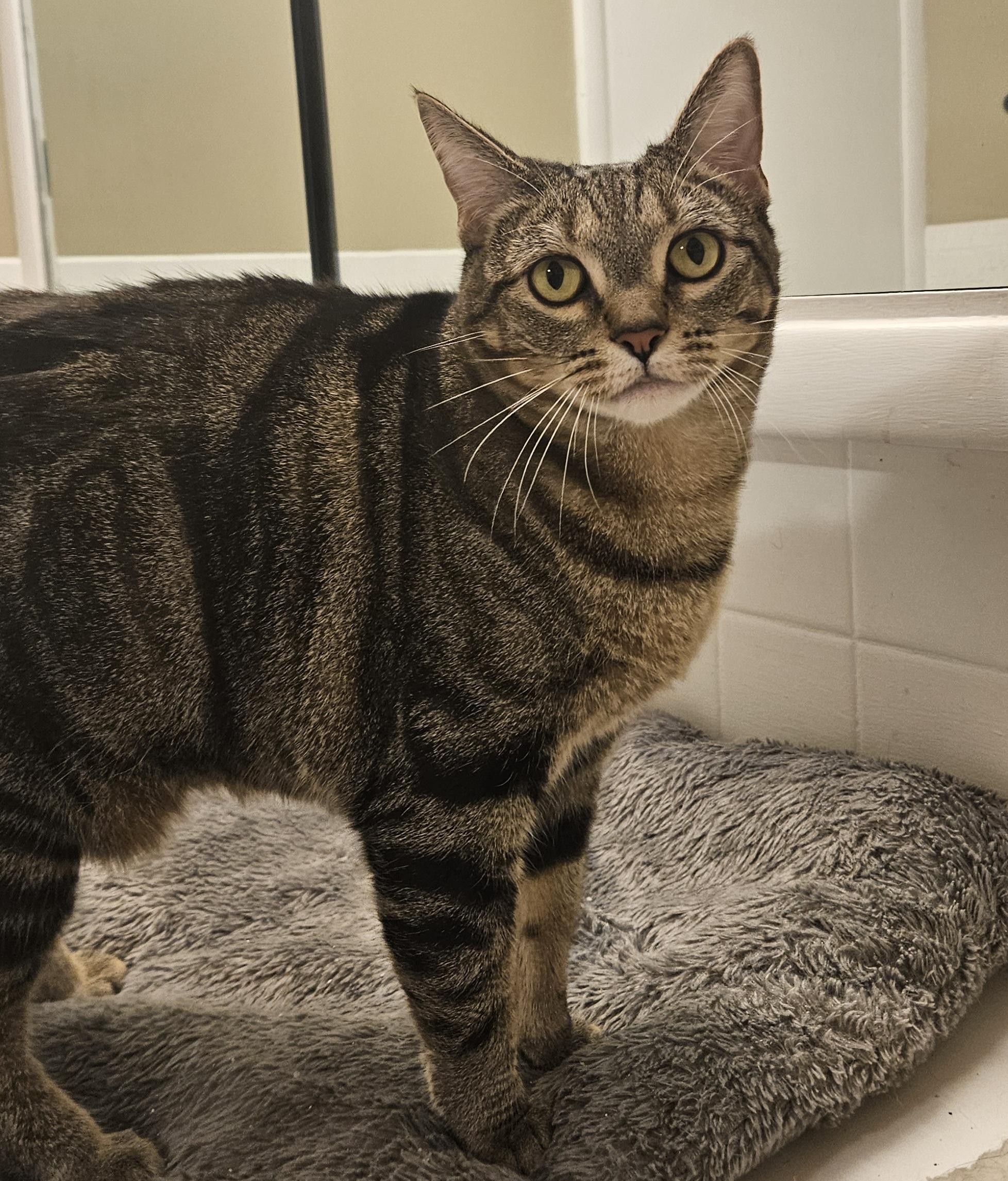 Enlarge Olympia, a Adoptable Domestic Short Hair in Liverpool, NY image 4/6