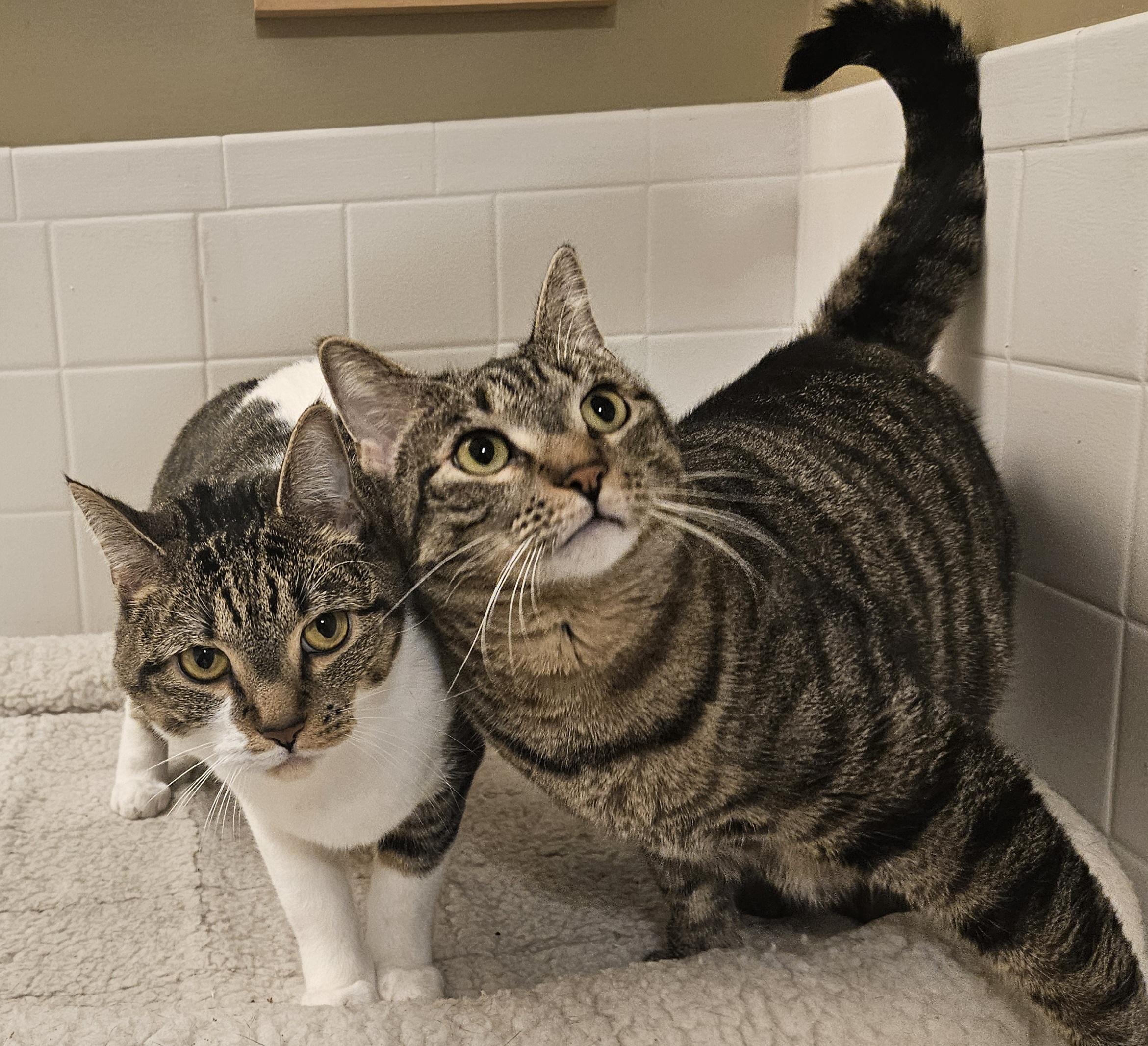 Enlarge Olympia, a Adoptable Domestic Short Hair in Liverpool, NY image 2/6