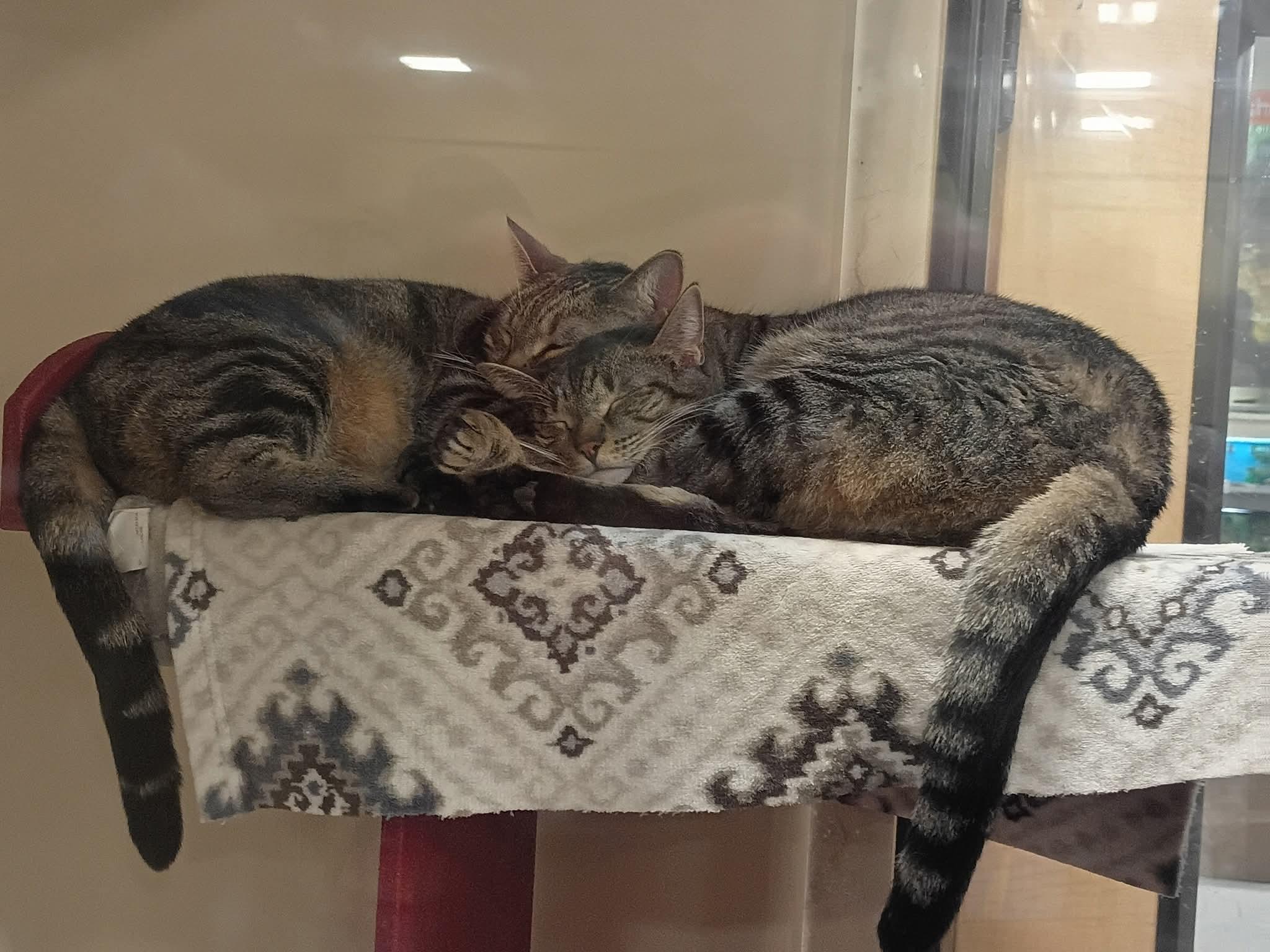 Enlarge Olympia, a Adoptable Domestic Short Hair in Liverpool, NY image 6/6