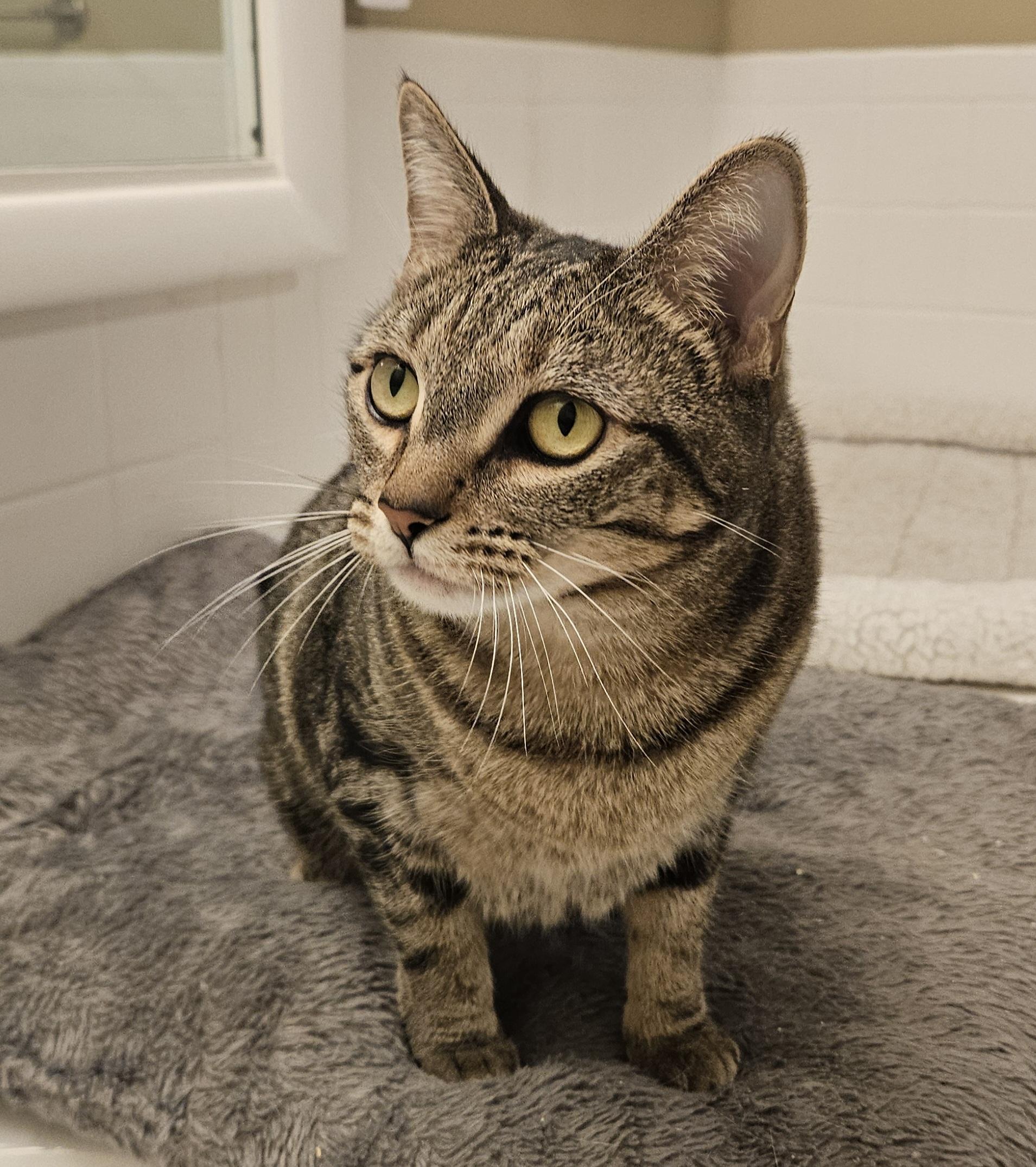 Enlarge Olympia, a Adoptable Domestic Short Hair in Liverpool, NY image 3/6