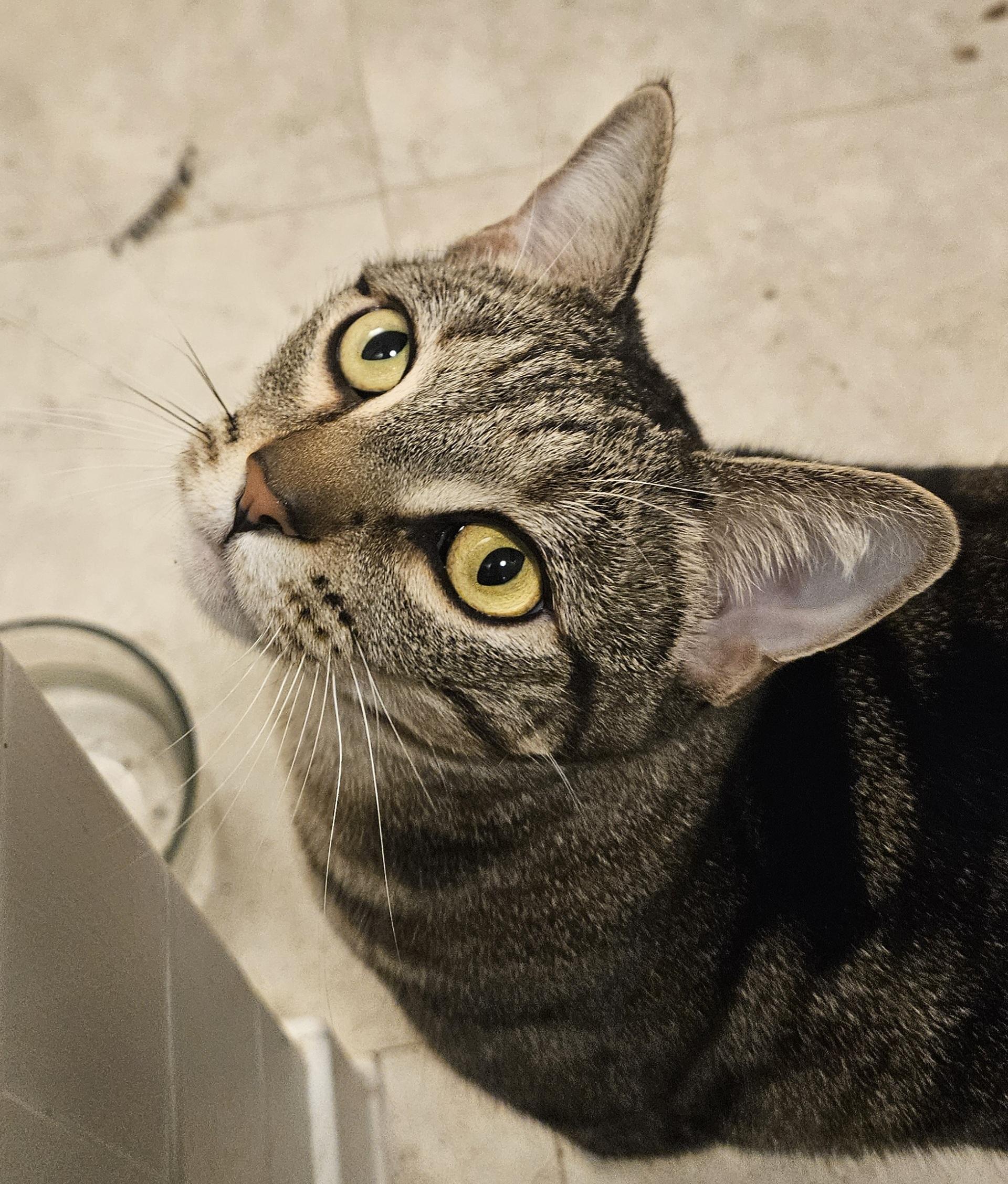 Olympia, Adoptable, Adult Female Domestic Short Hair.