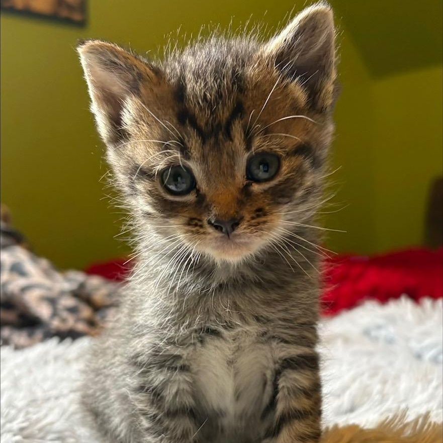 Teddy, ADOPTABLE, Kitten Male Domestic Short Hair.