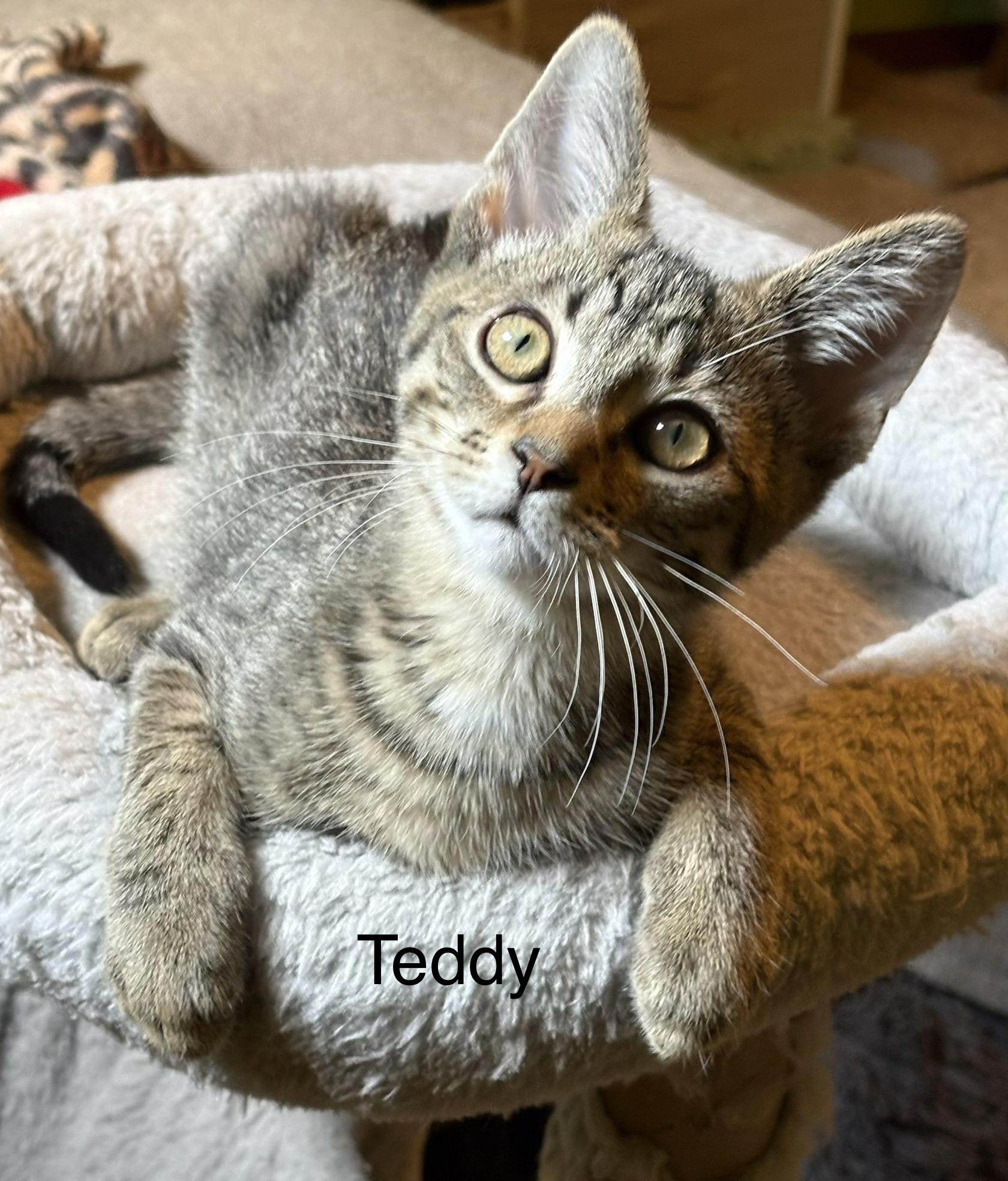 Enlarge Teddy, a Adoptable Domestic Short Hair in Johnson City, TN image 3/5