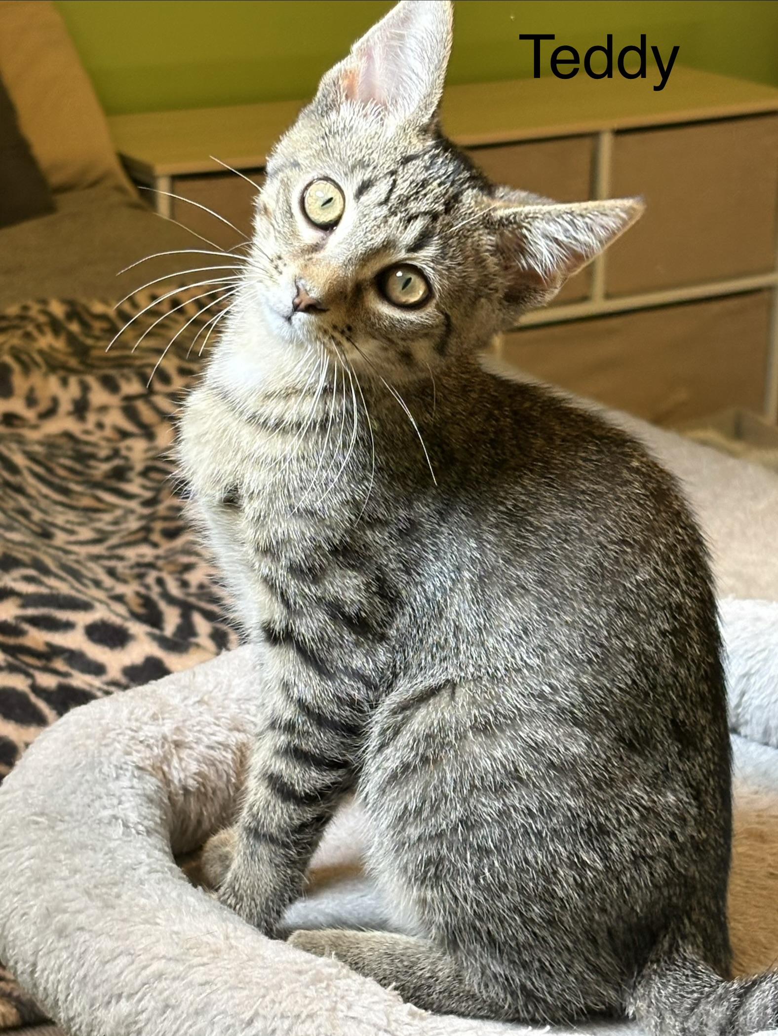 Enlarge Teddy, a Adoptable Domestic Short Hair in Johnson City, TN image 2/5