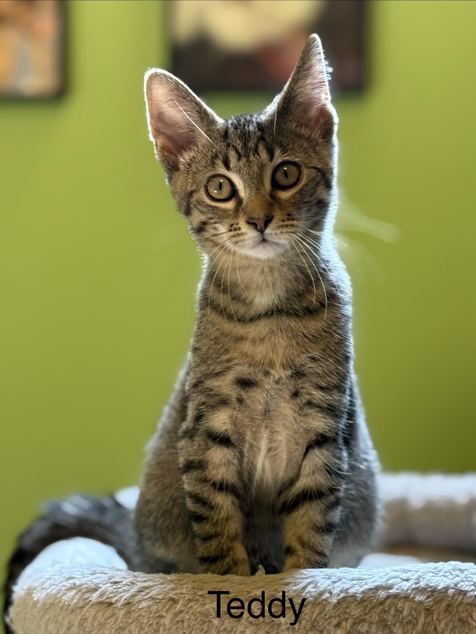 Enlarge Teddy, a Adoptable Domestic Short Hair in Johnson City, TN image 4/5