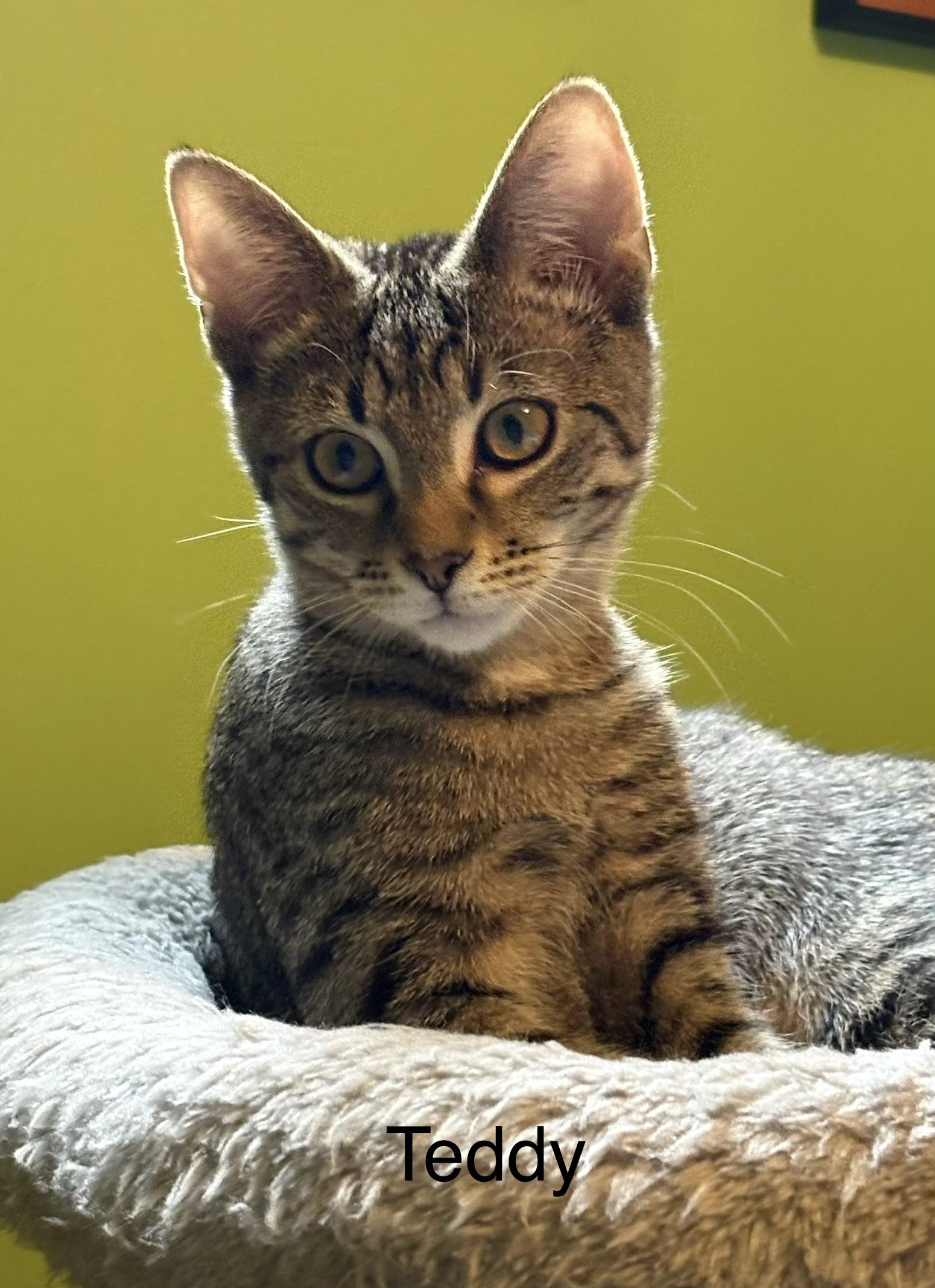 Enlarge Teddy, a Adoptable Domestic Short Hair in Johnson City, TN image 5/5