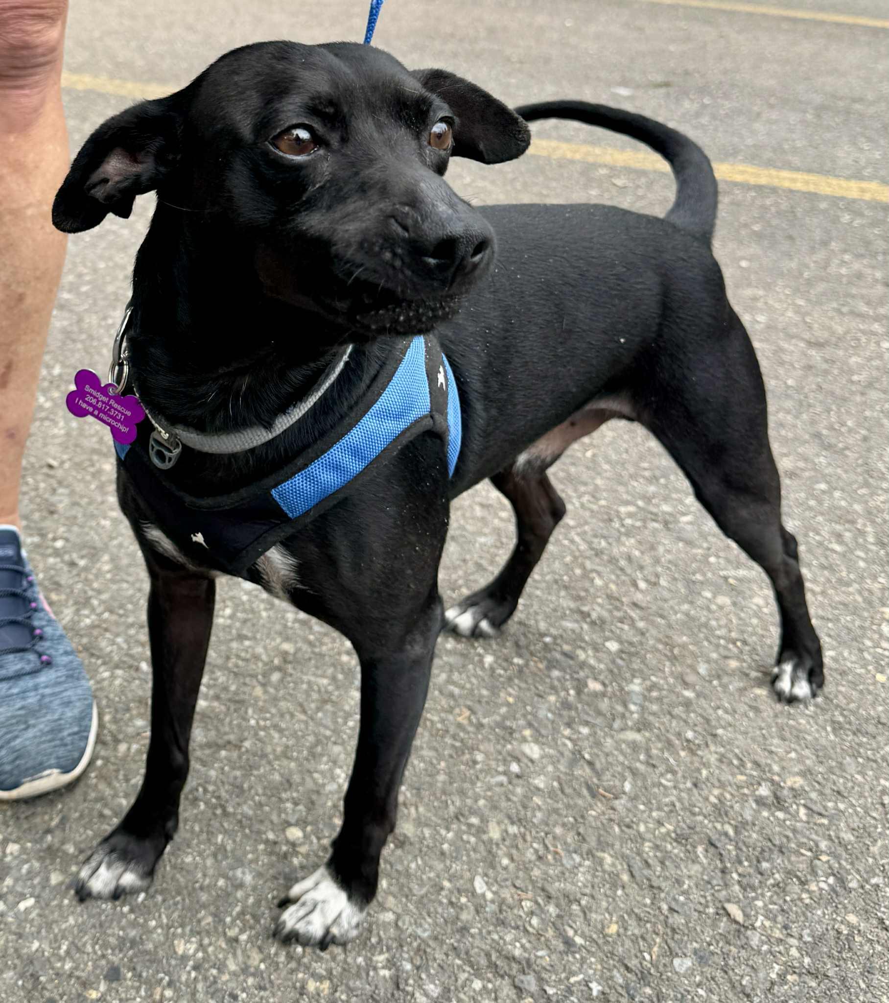 Enlarge Jimbo, a Adoptable mixed breed in Covington, WA image 3/5