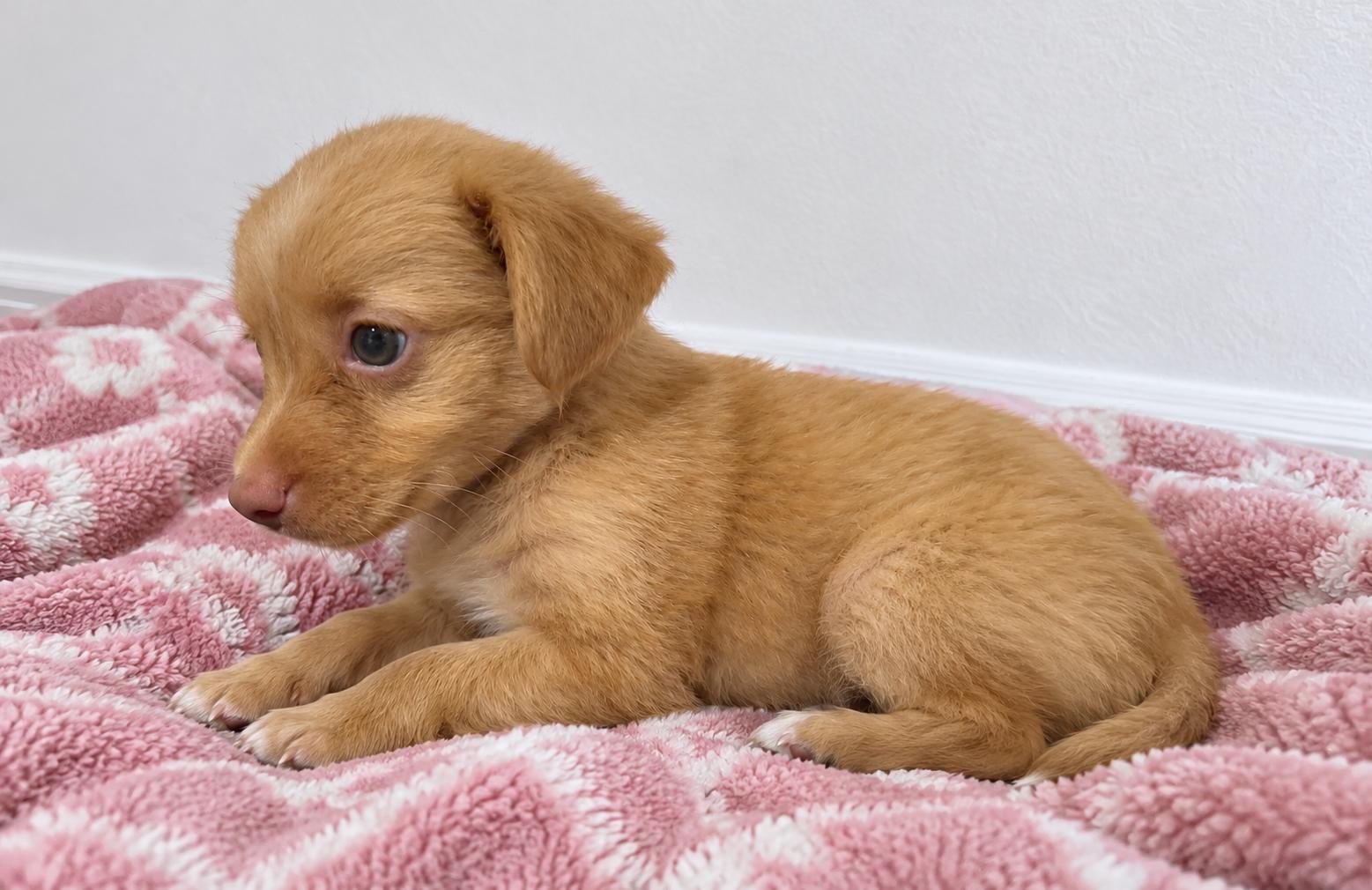 Enlarge Bagel - A Love Bug, a Adoptable mixed breed in HARTFORD, CT image 3/5