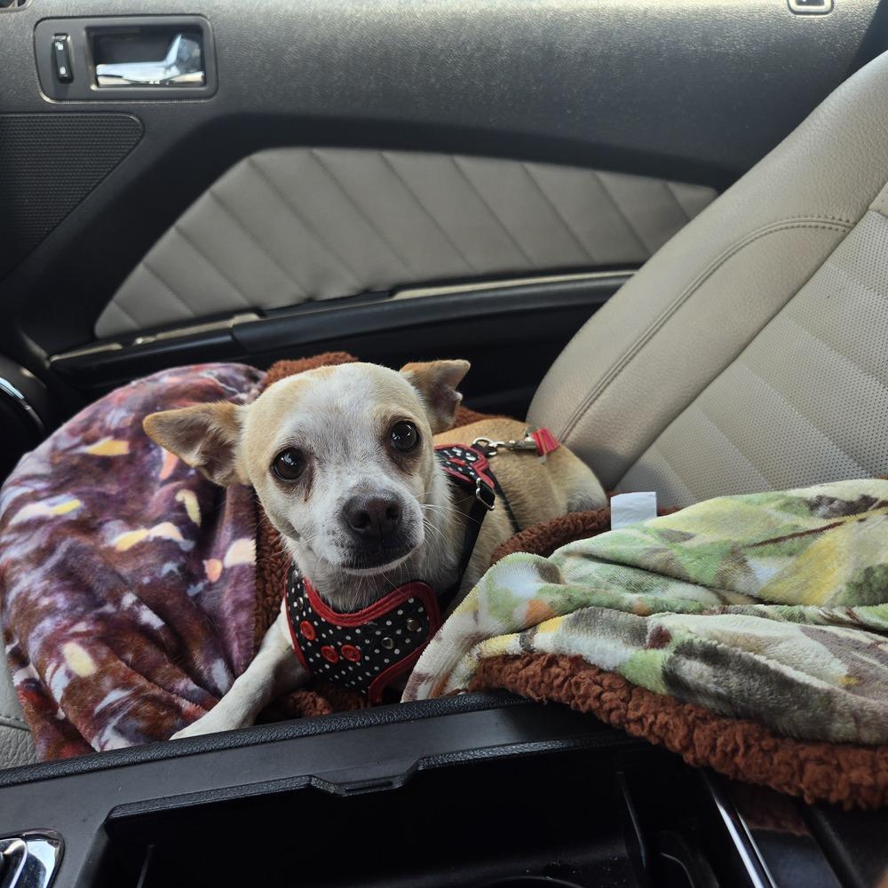 Gigi, Adoptable, Adult Female Chihuahua.