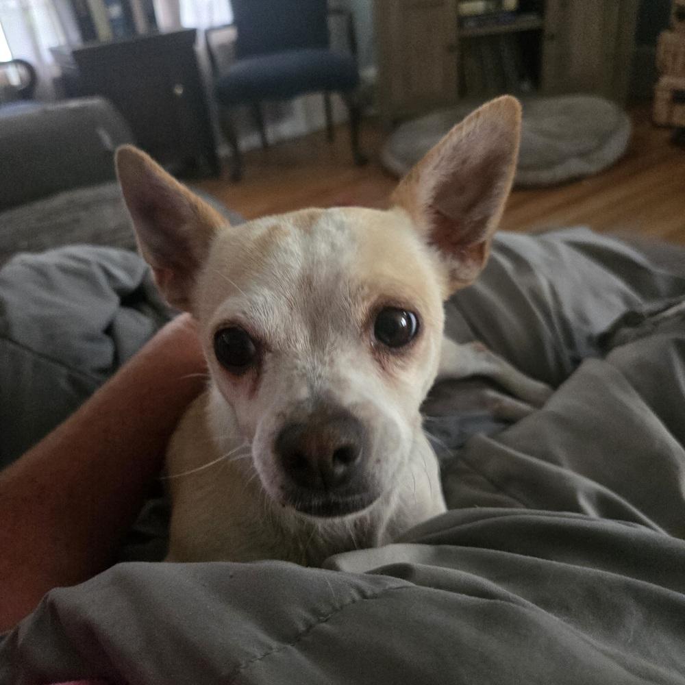 Enlarge Gigi, a Adoptable Chihuahua in Wendell, NC image 2/3