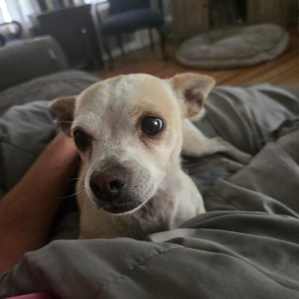 Enlarge Gigi, a Adoptable Chihuahua in Wendell, NC image 3/3