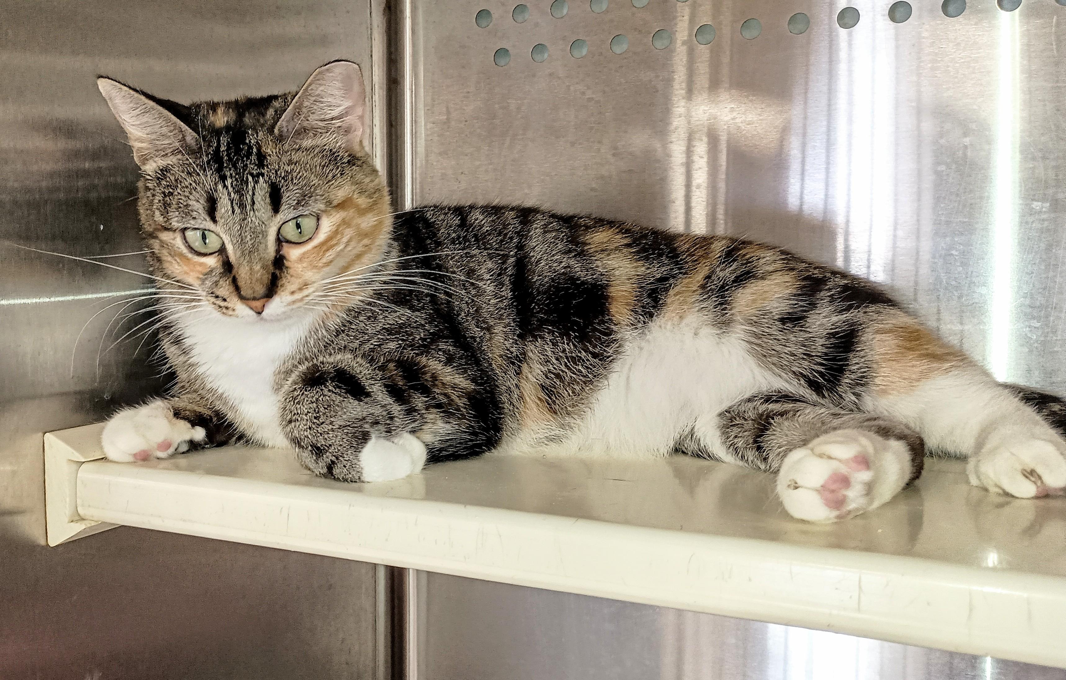 Stella, a Adoptable Domestic Short Hair in Ridgeland, MS image 1/4