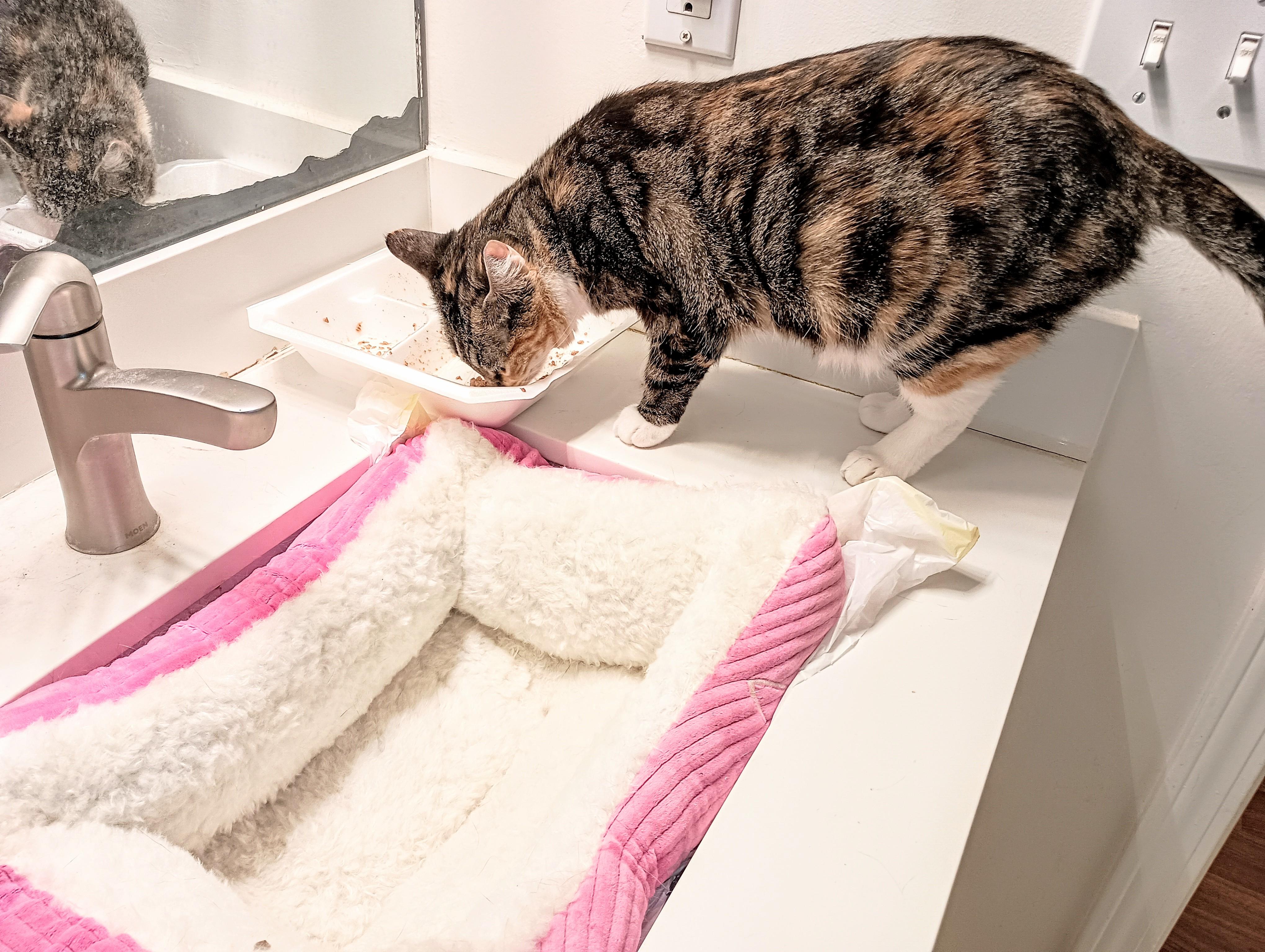 Stella, a Adoptable Domestic Short Hair in Ridgeland, MS image 2/4