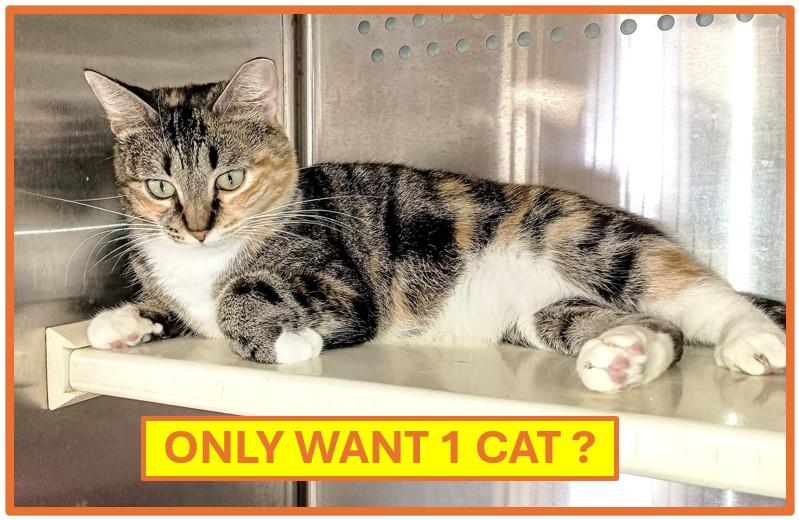 Enlarge Stella, a Adoptable Domestic Short Hair in Ridgeland, MS image 1/5