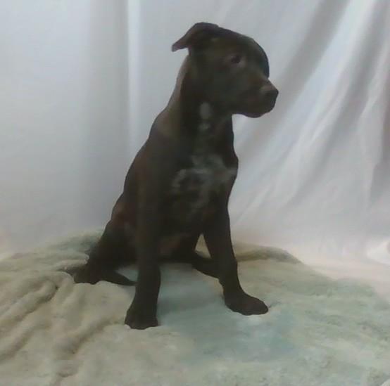 Kanga, Adoptable, Young Male Mixed Breed.