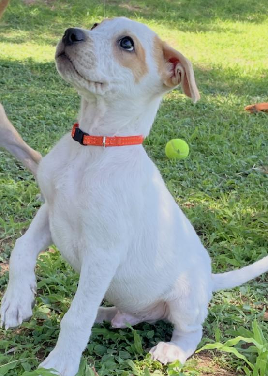 Enlarge Ernie, a ADOPTABLE mixed breed in Gilbert, AZ image 2/4