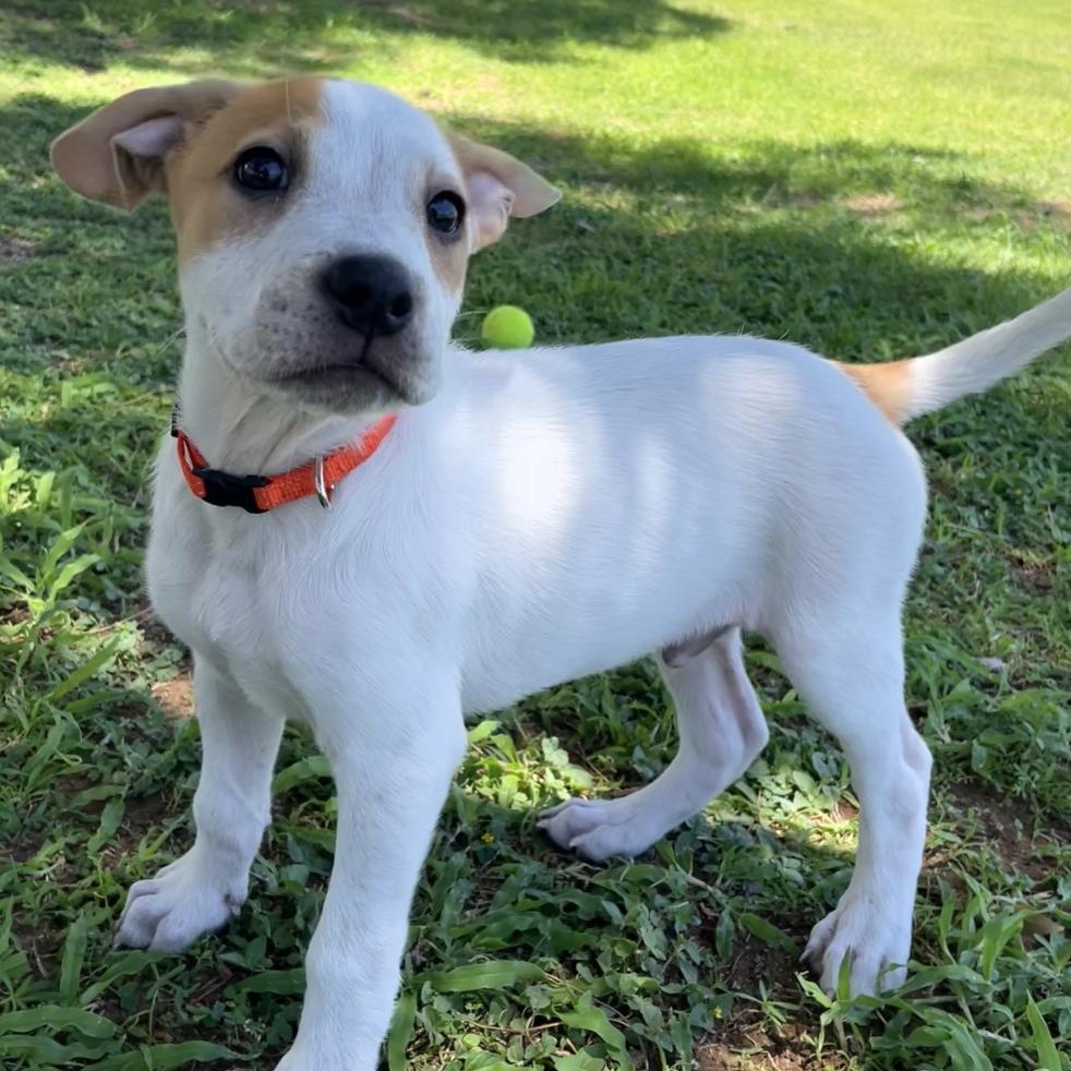 Enlarge Ernie, a ADOPTABLE mixed breed in Gilbert, AZ image 4/4