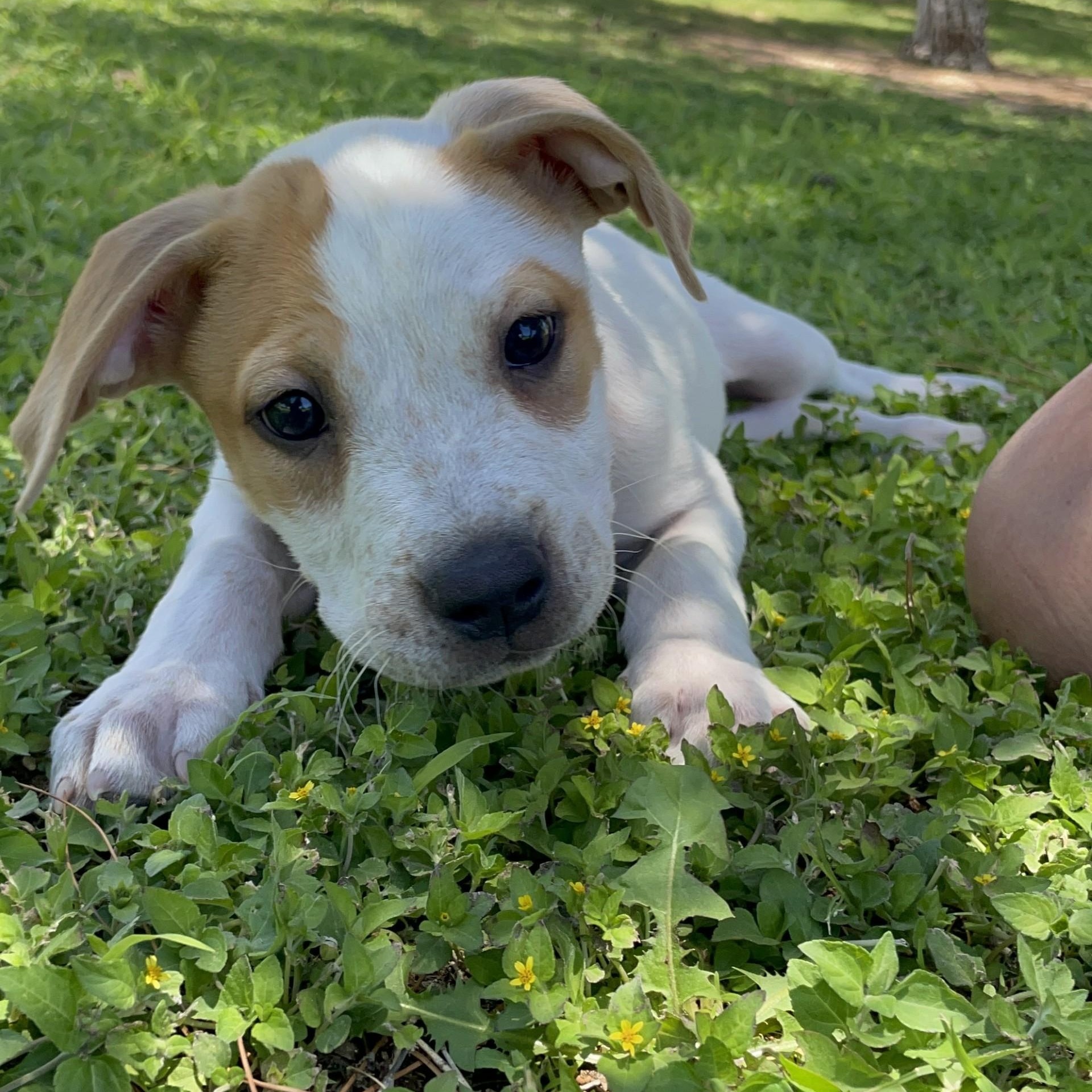 Enlarge Ernie, a ADOPTABLE mixed breed in Gilbert, AZ image 3/4