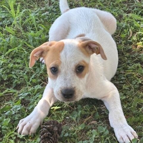 Ernie, ADOPTABLE, Young Male Cattle Dog & Vizsla.