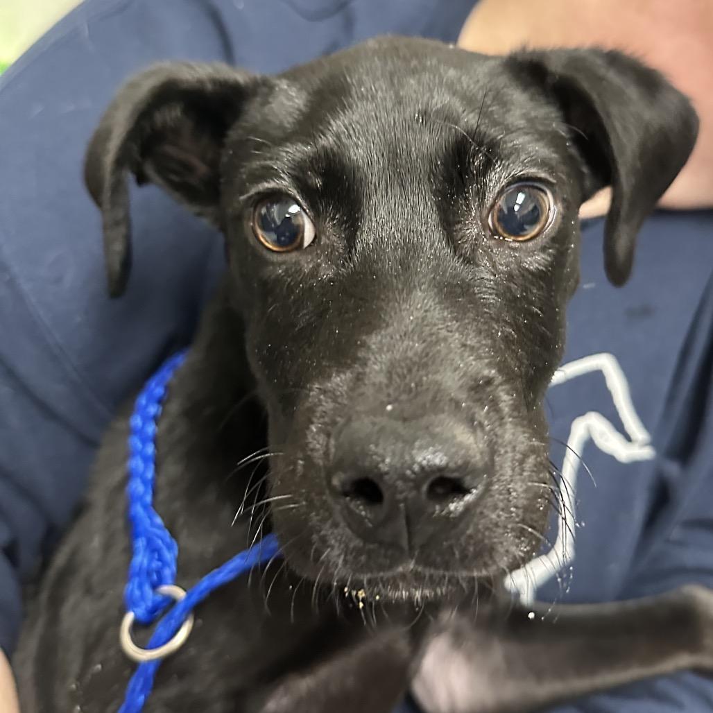 Tuna Noodle, Adoptable, Puppy Male Terrier & American Staffordshire Terrier.