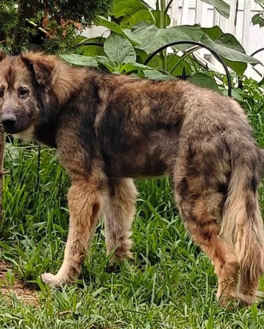 Calvin, an adopted German Shepherd Dog in Albany, NY image 3/3