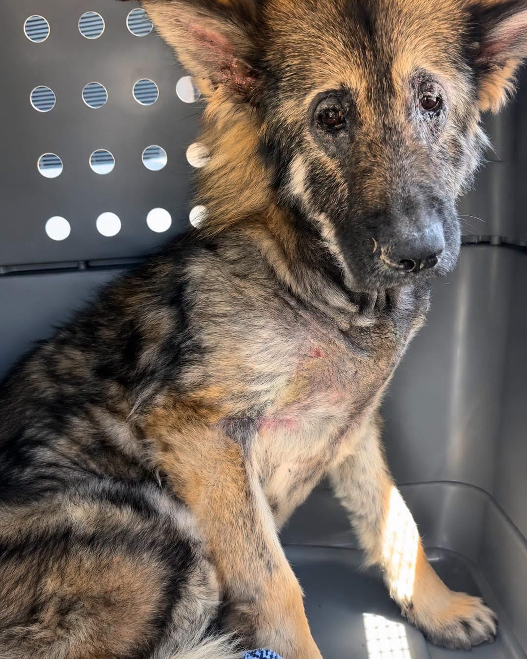 Calvin, adopted, Young Male German Shepherd Dog.