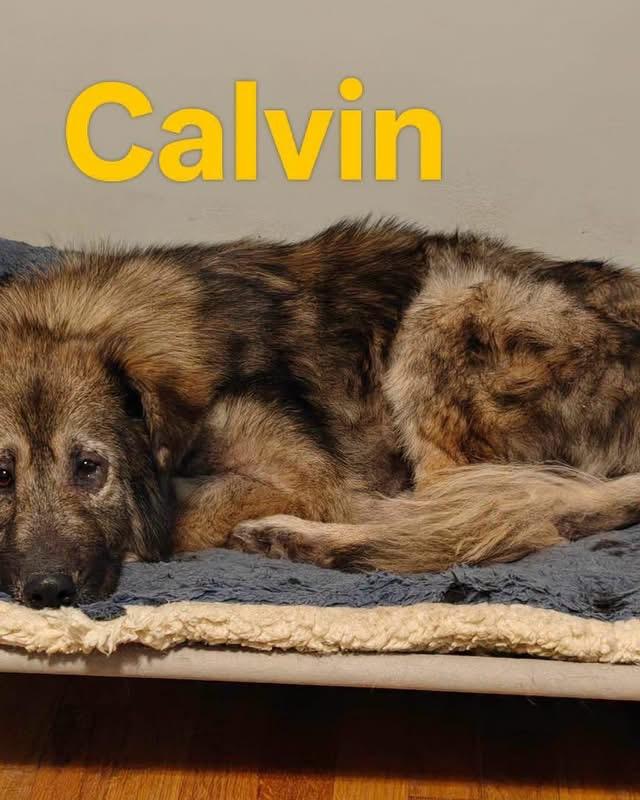 Calvin, an adopted German Shepherd Dog in Albany, NY image 2/3