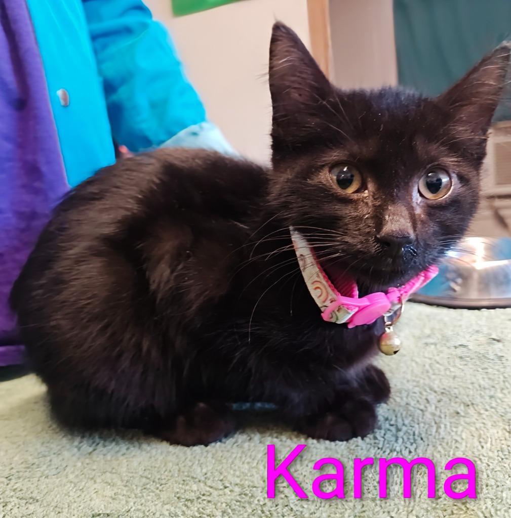 Karma, Adoptable, Kitten Female Domestic Medium Hair.
