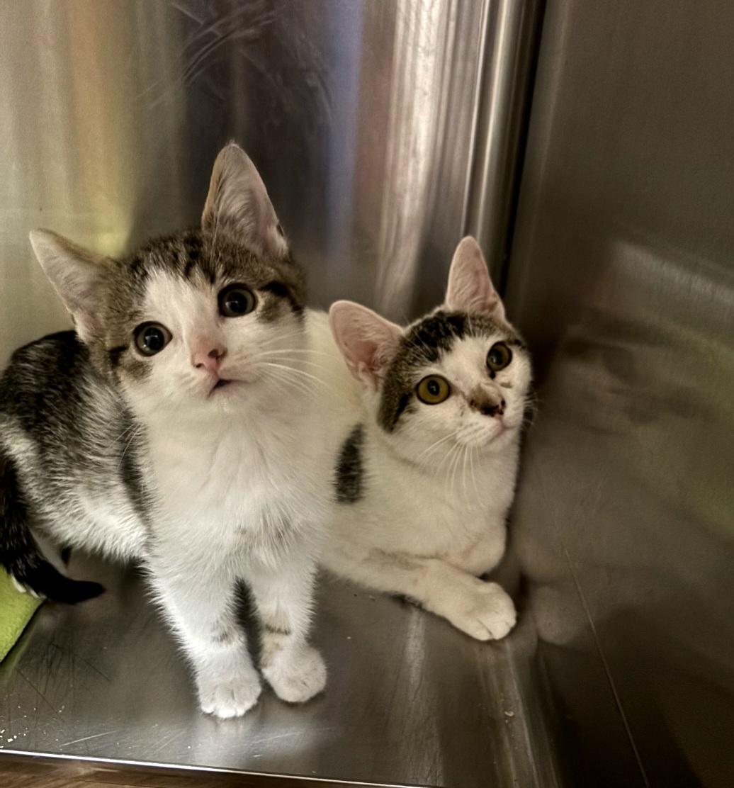 41, adopted, Kitten Male Domestic Short Hair.