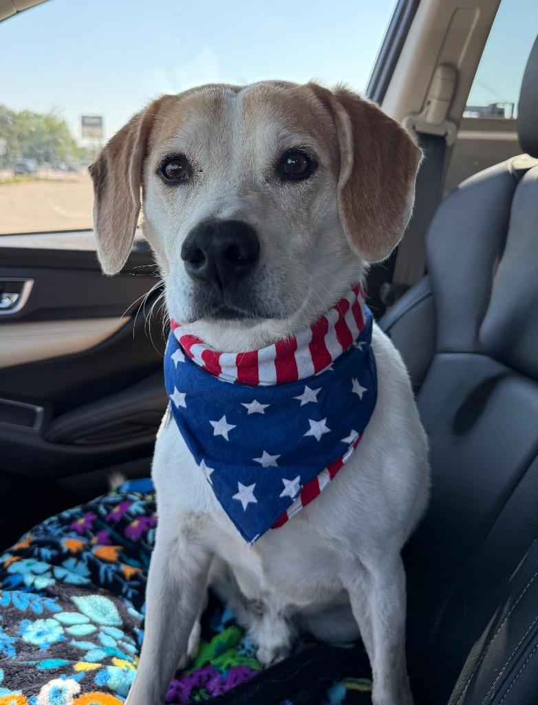 Enlarge Baldr, a Adoptable mixed breed in Shorewood, IL image 3/5