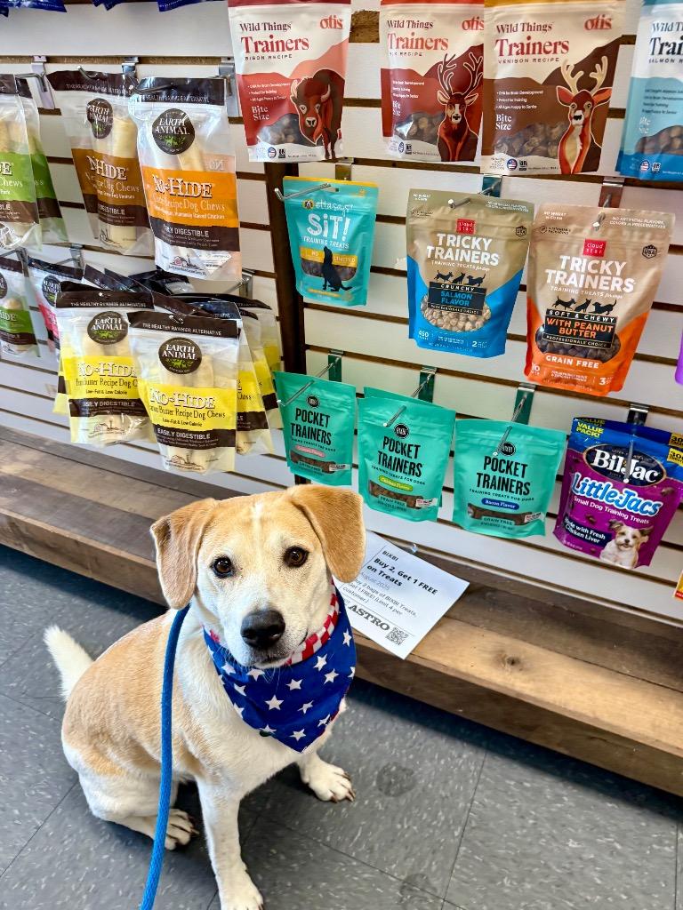 Enlarge Baldr, a Adoptable mixed breed in Shorewood, IL image 3/5