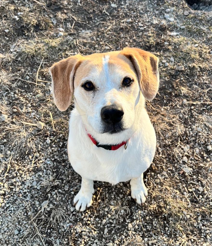 Enlarge Baldr, a Adoptable mixed breed in Shorewood, IL image 4/5