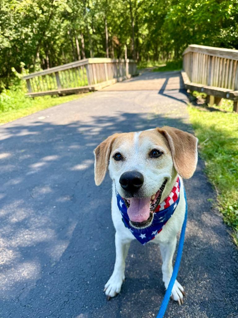 Enlarge Baldr, a Adoptable mixed breed in Shorewood, IL image 4/5
