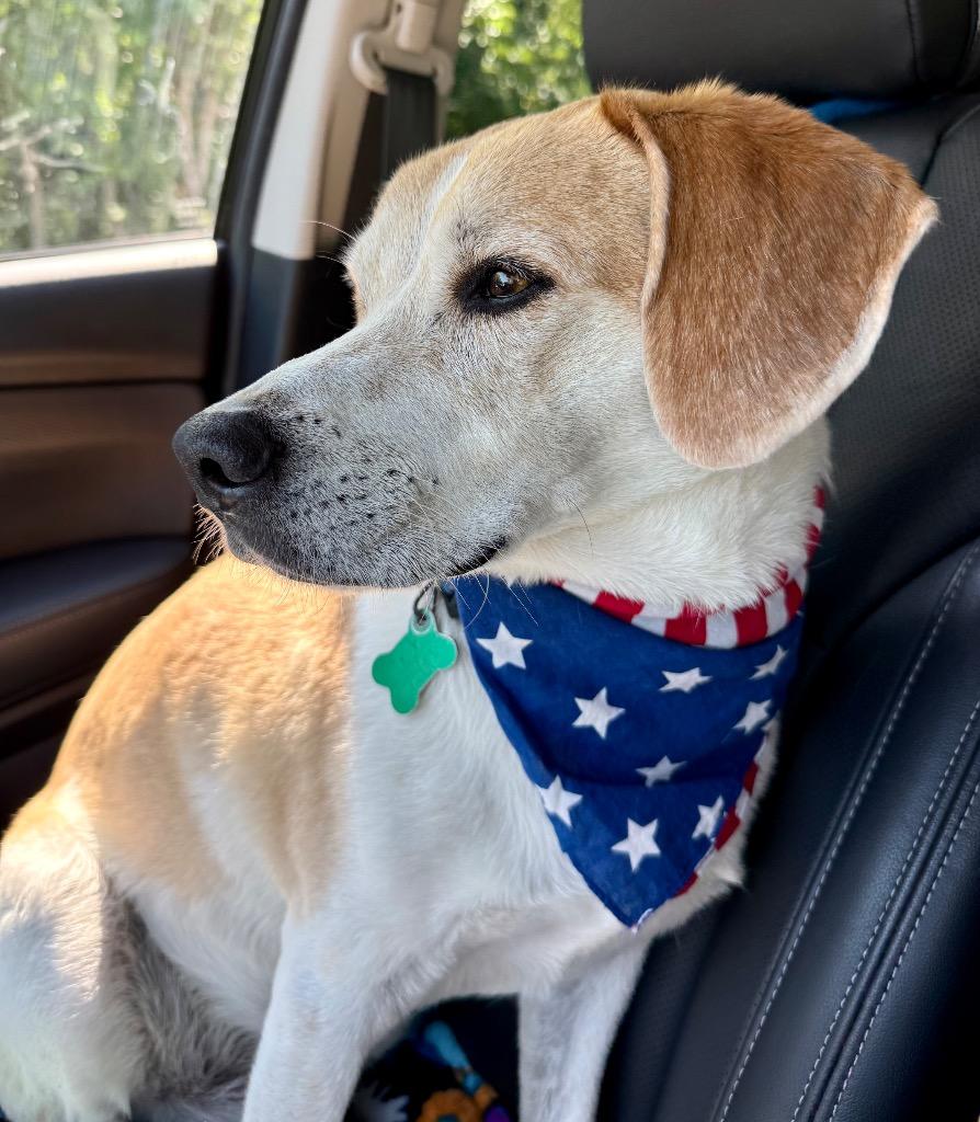 Enlarge Baldr, a Adoptable mixed breed in Shorewood, IL image 5/5