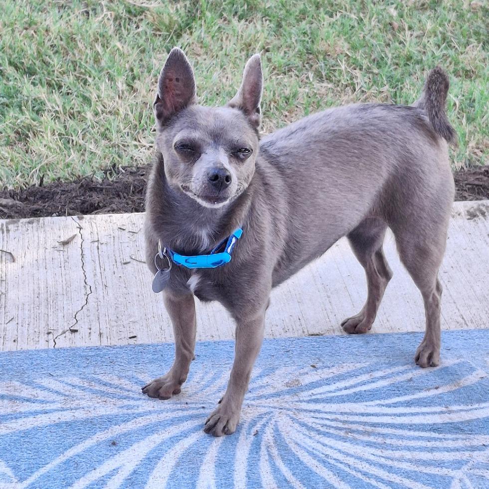 Enlarge Tosha, a Adopted mixed breed in Flower Mound, TX image 2/4