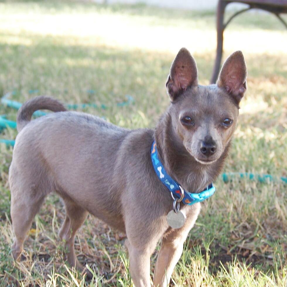 Enlarge Tosha, a Adopted mixed breed in Flower Mound, TX image 1/4