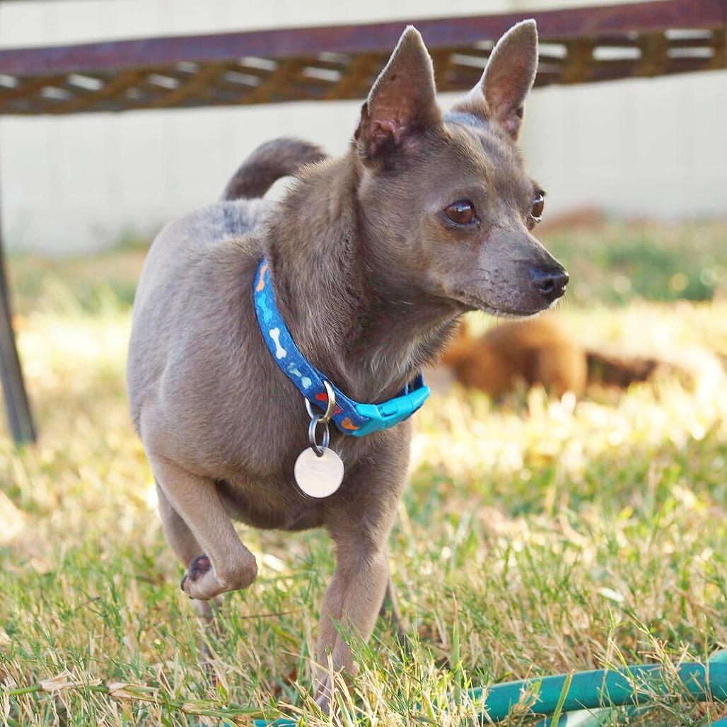 Enlarge Tosha, a Adopted mixed breed in Flower Mound, TX image 3/4