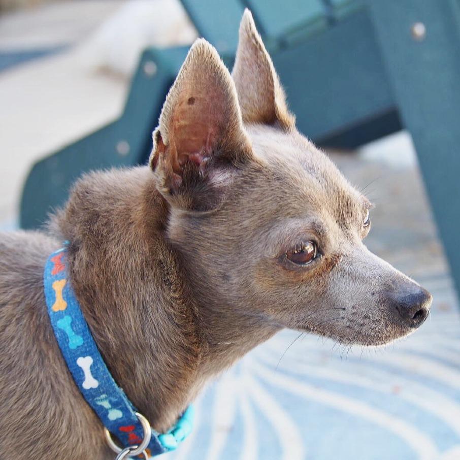 Enlarge Tosha, a Adopted mixed breed in Flower Mound, TX image 4/4