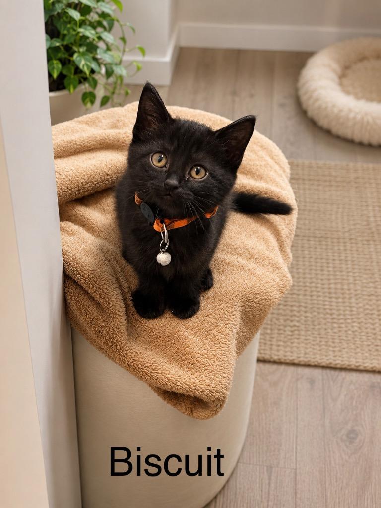 Biscuit, Adoptable, Kitten Female Domestic Short Hair.