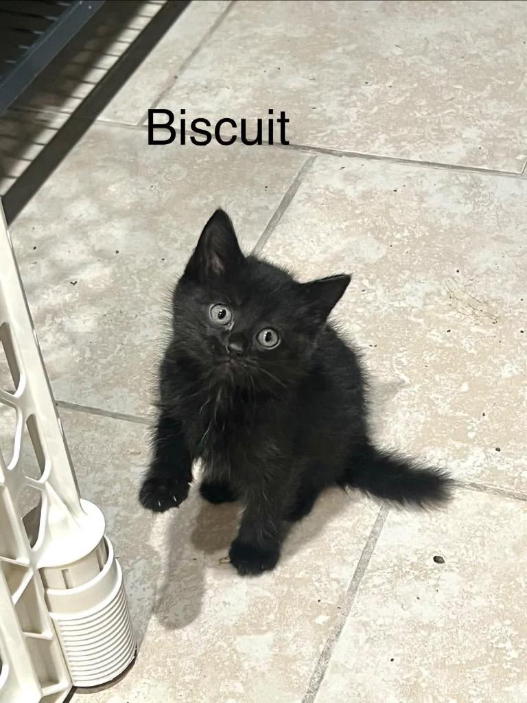 Biscuit, a Adoptable mixed breed in Johnson City, TN image 3/4