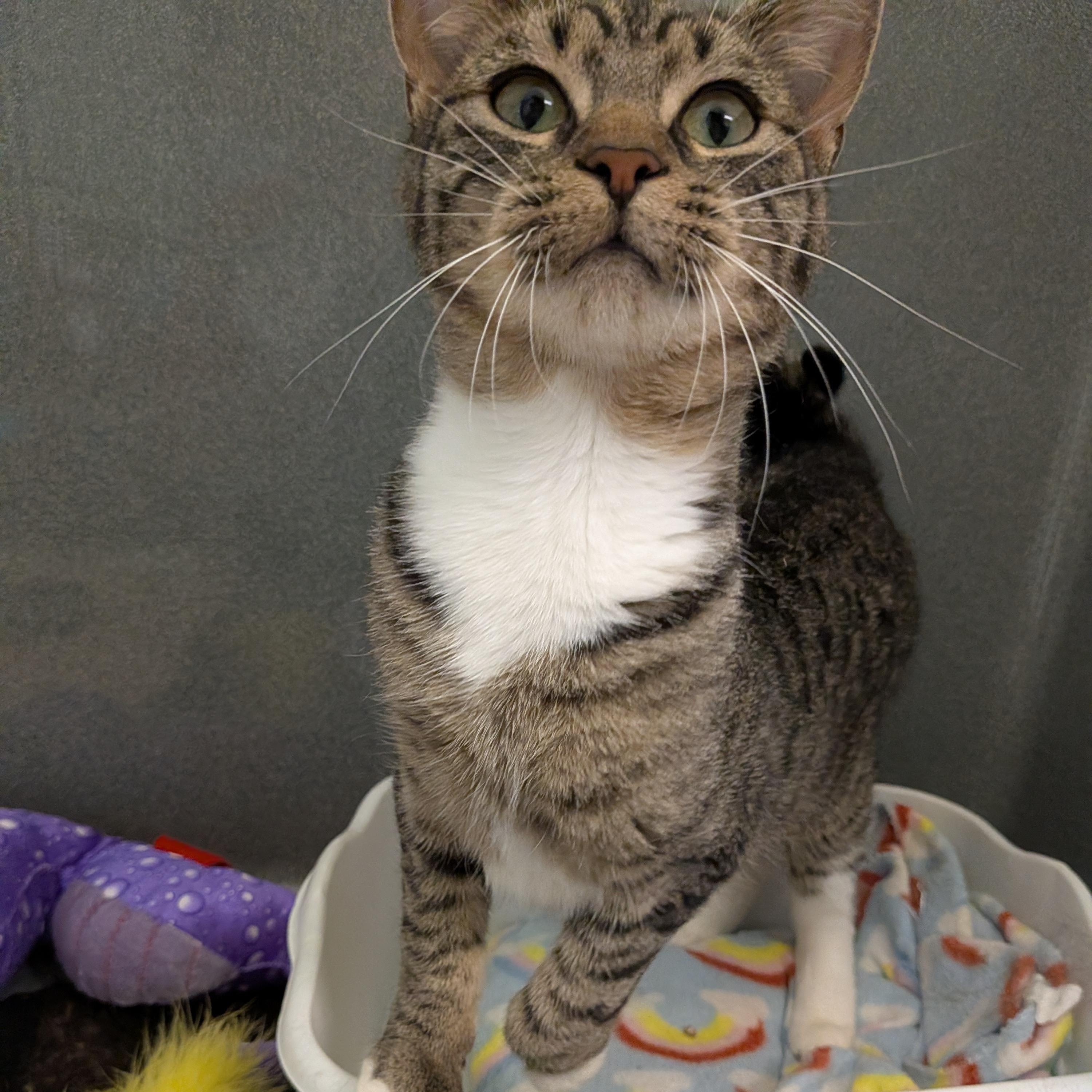 Ladle, a ADOPTABLE Domestic Short Hair in Paris, ME image 4/5