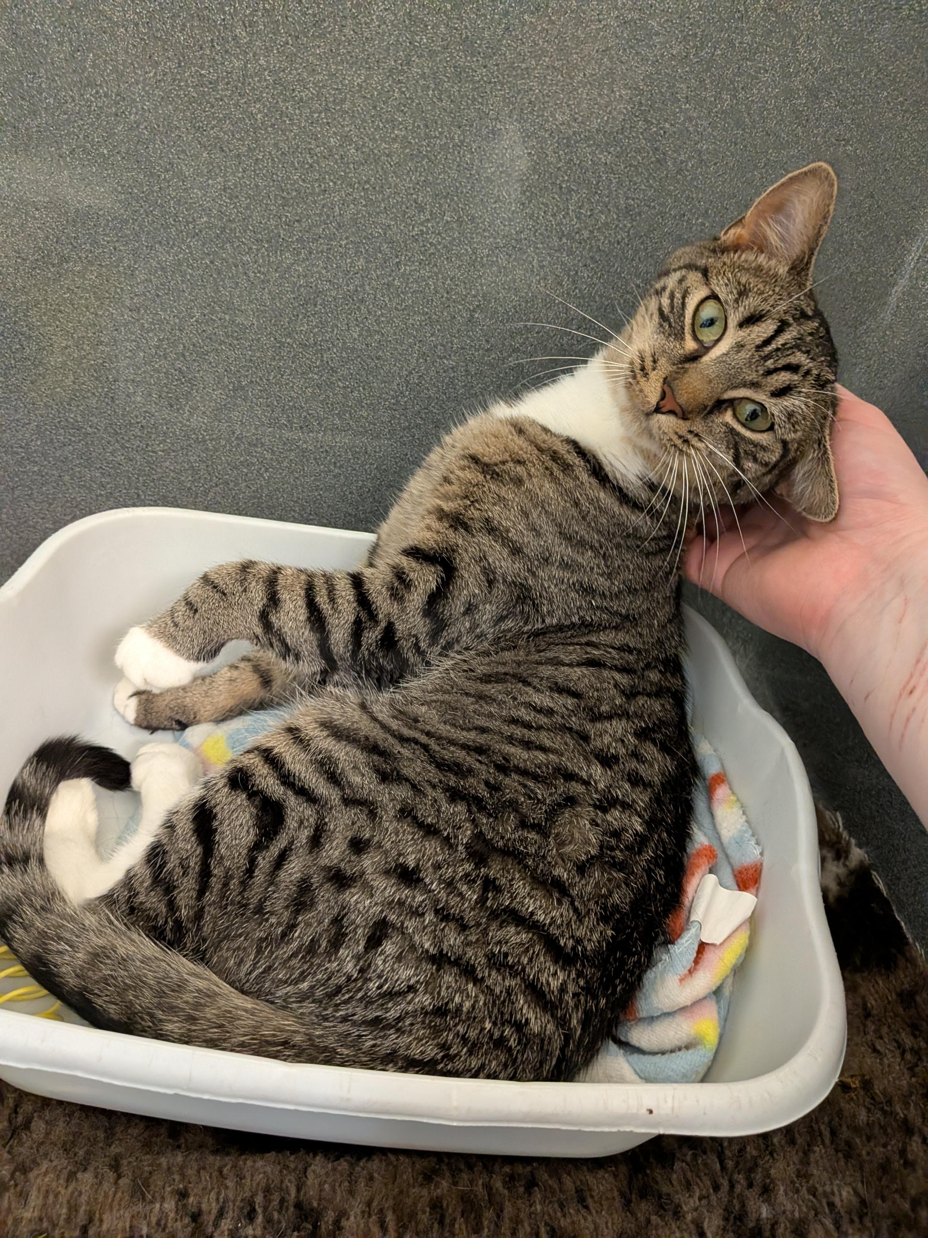 Ladle, a ADOPTABLE Domestic Short Hair in Paris, ME image 3/5