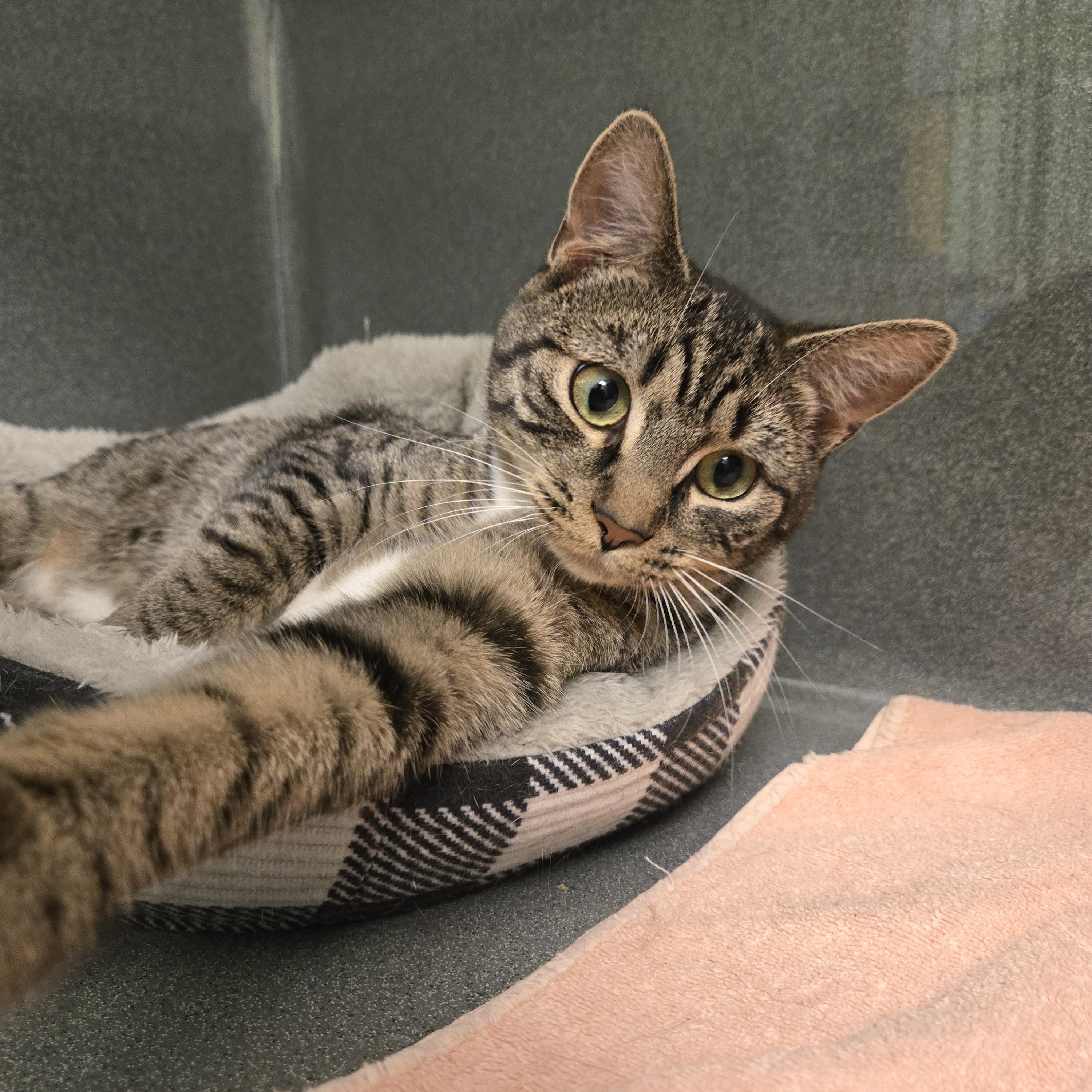 Ladle, a ADOPTABLE Domestic Short Hair in Paris, ME image 2/5