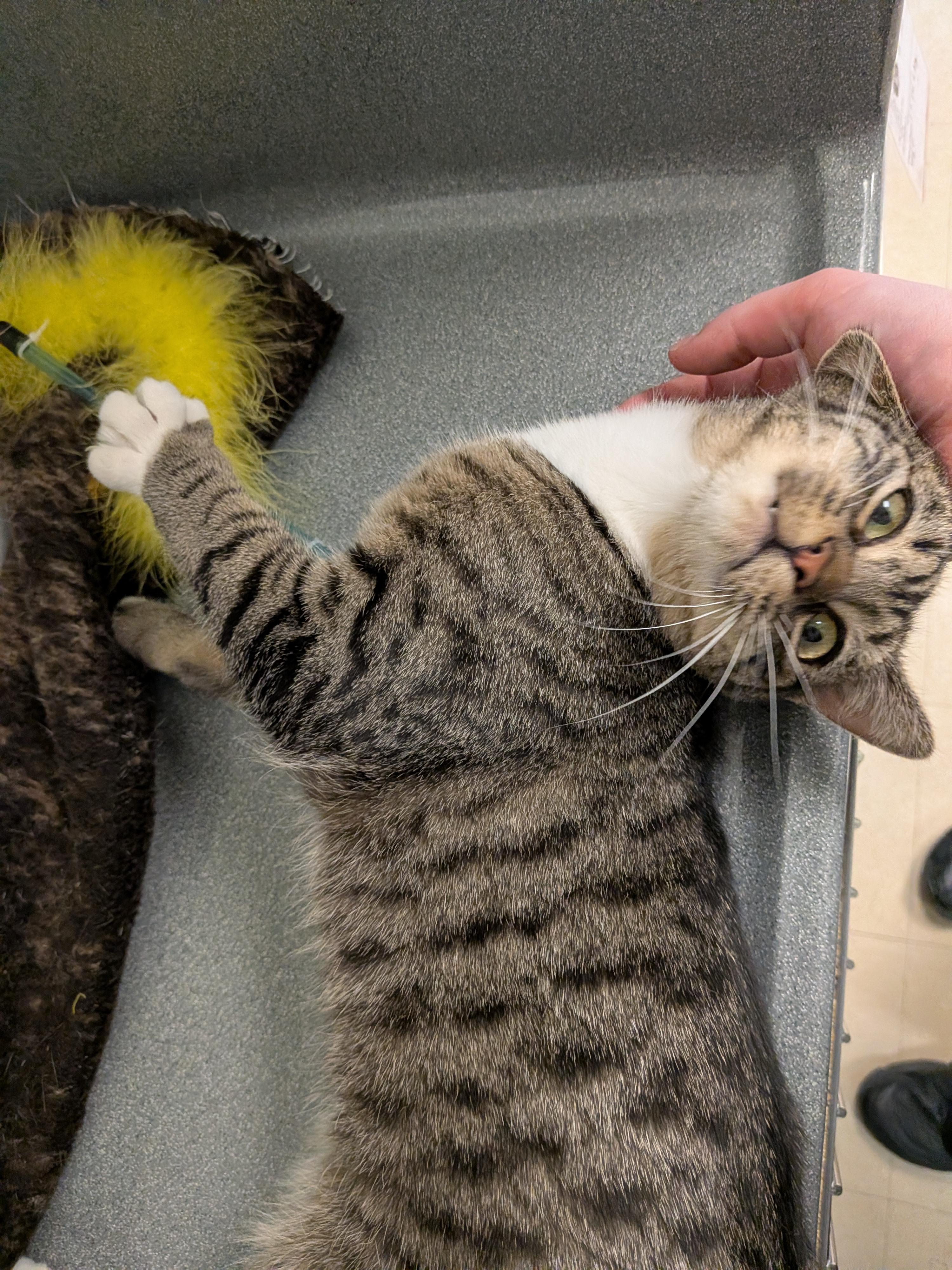 Ladle, a ADOPTABLE Domestic Short Hair in Paris, ME image 5/5