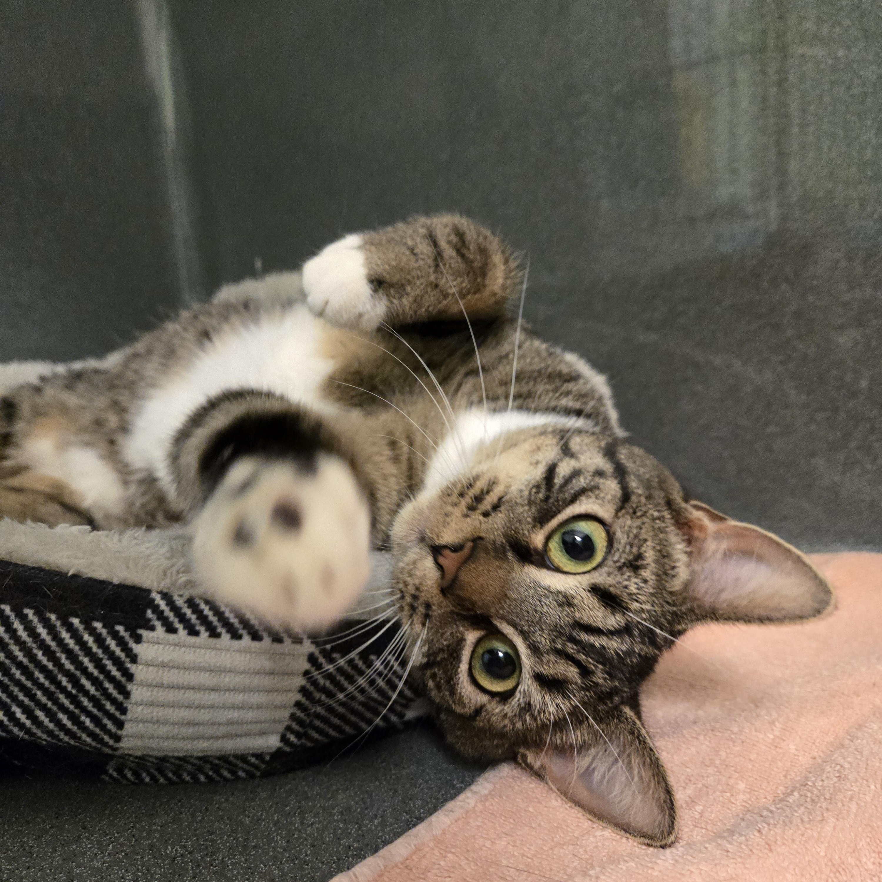 Ladle, a ADOPTABLE Domestic Short Hair in Paris, ME image 1/5