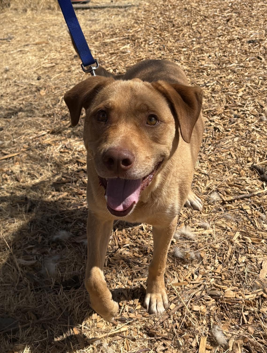 Dogs for Adoption Grass Valley: Find Your Perfect Pet