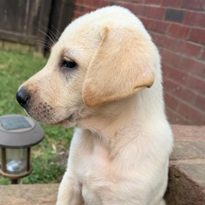 Floyd, Adoptable, Puppy Male Labrador Retriever & Mountain Cur.